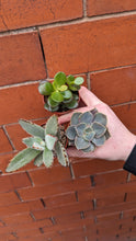 Load image into Gallery viewer, Mini Succulent Plant
