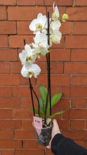 Load image into Gallery viewer, White Orchid Plant
