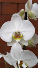 Load image into Gallery viewer, White Orchid Plant
