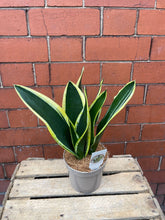 Load image into Gallery viewer, Sansevieria Plant
