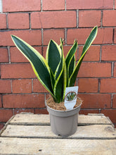 Load image into Gallery viewer, Sansevieria Plant
