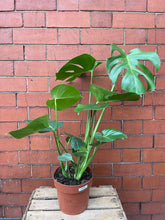 Load image into Gallery viewer, Monstera Deliciosa Plant
