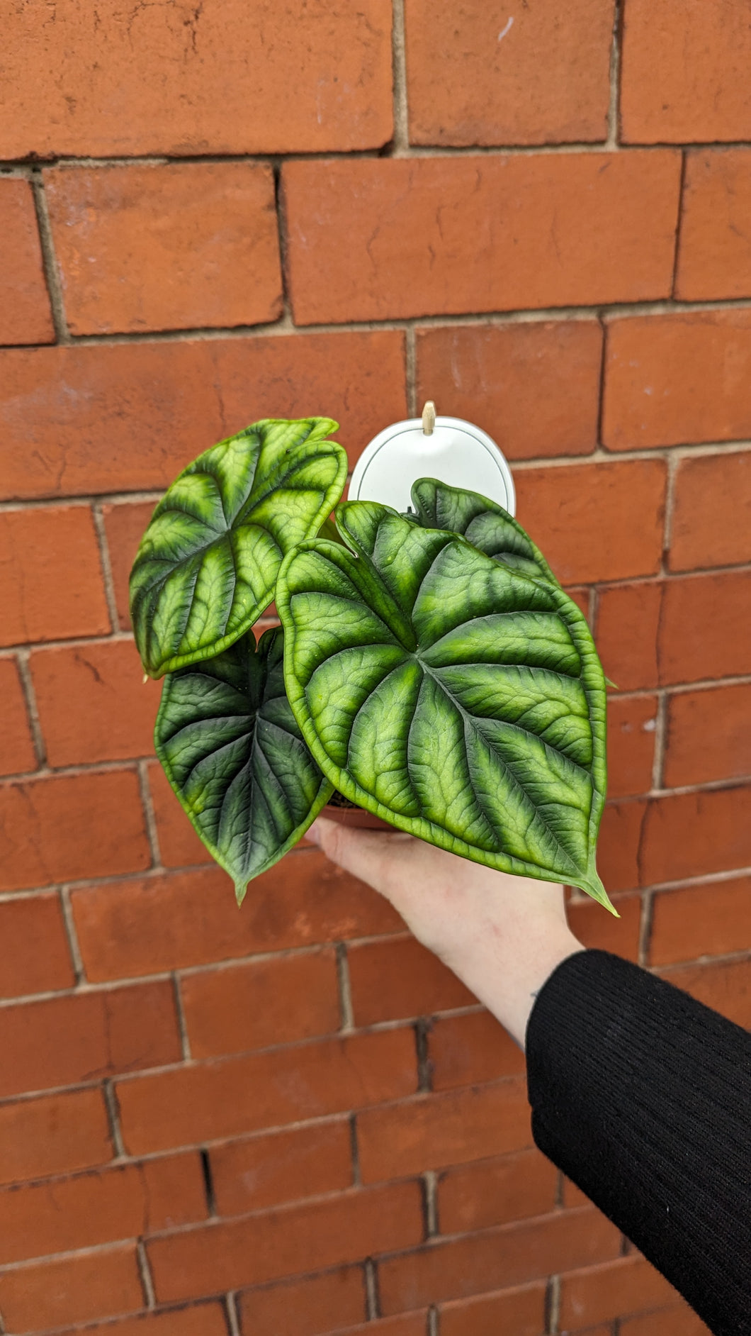 Alocasia dragon scale