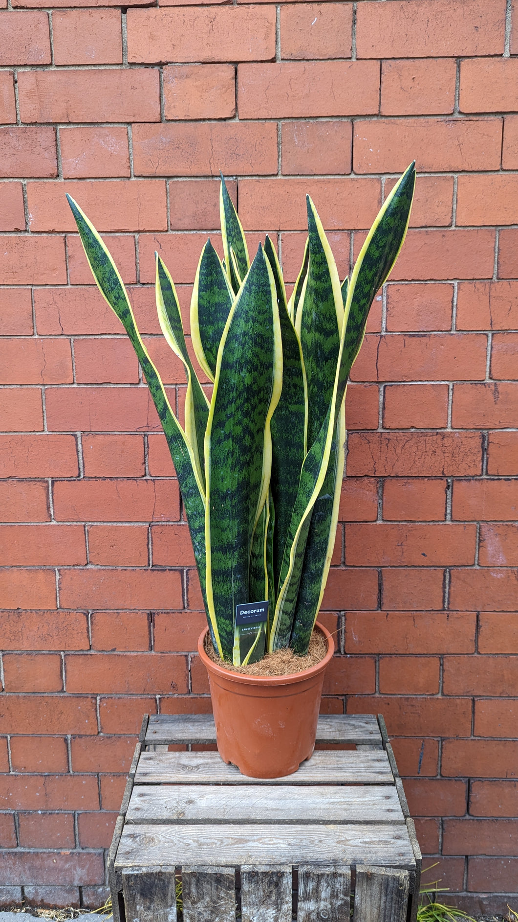 Sansevieria XL