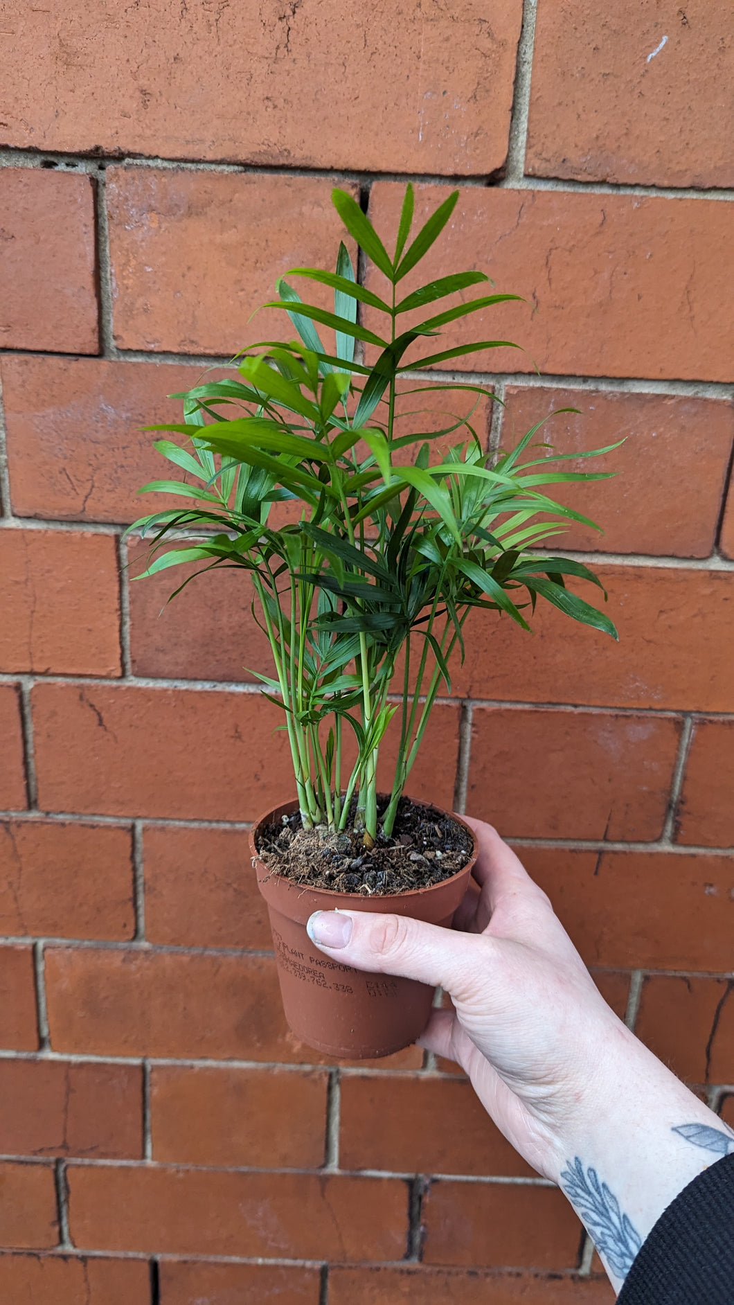 Chamaedorea Elegans Plant