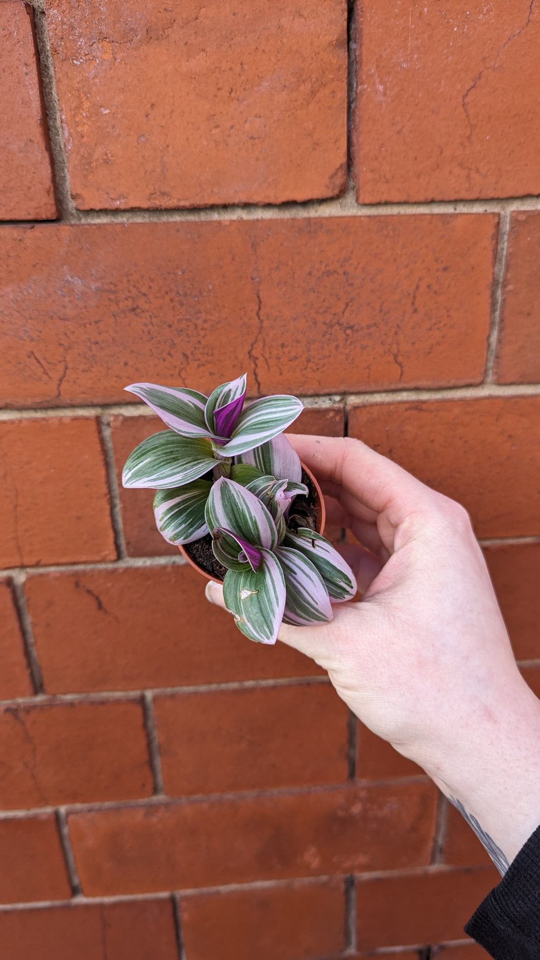 Tradescantia Nanouk Plant