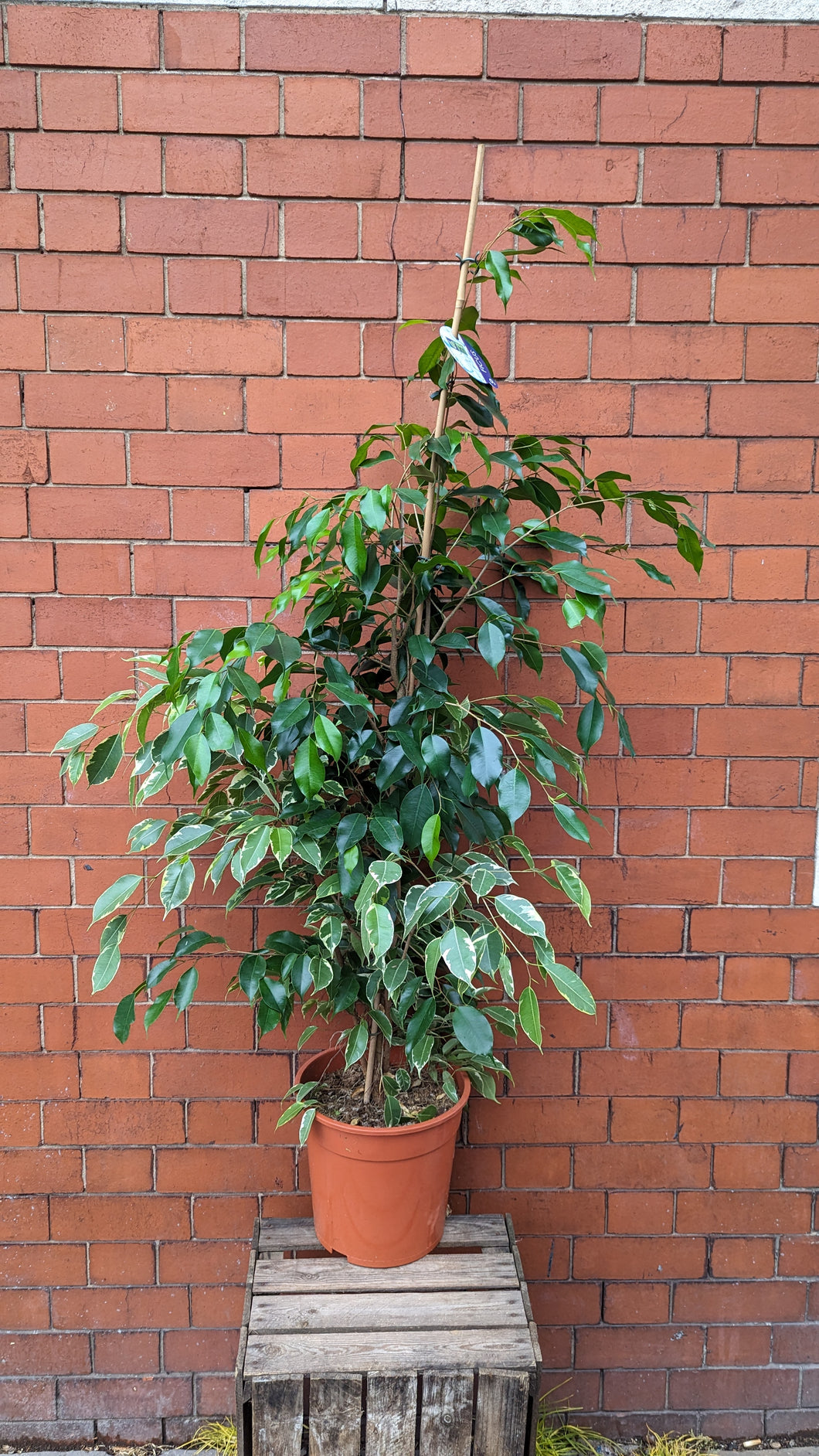 Ficus XL