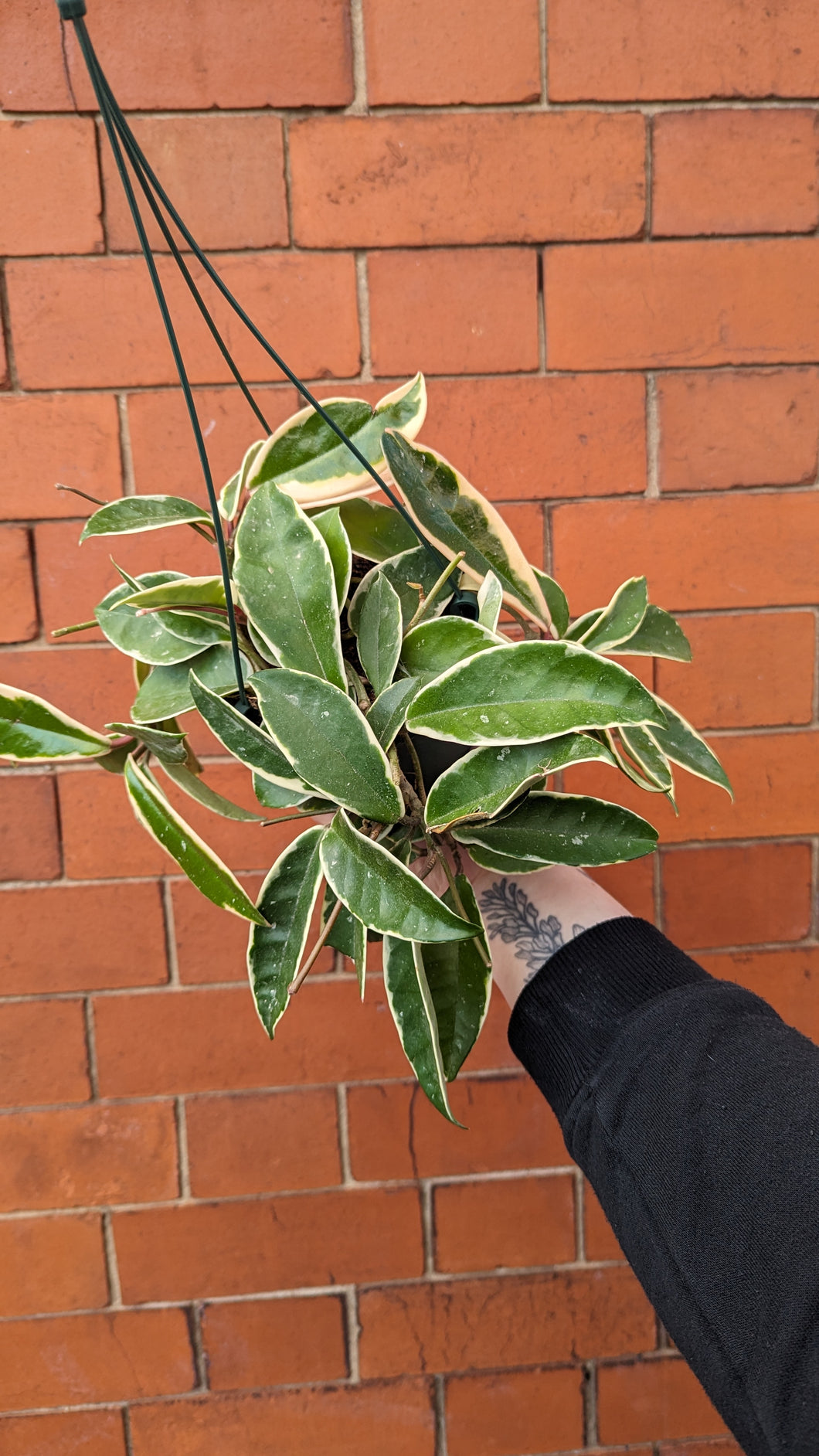 Hoya Krimson Queen