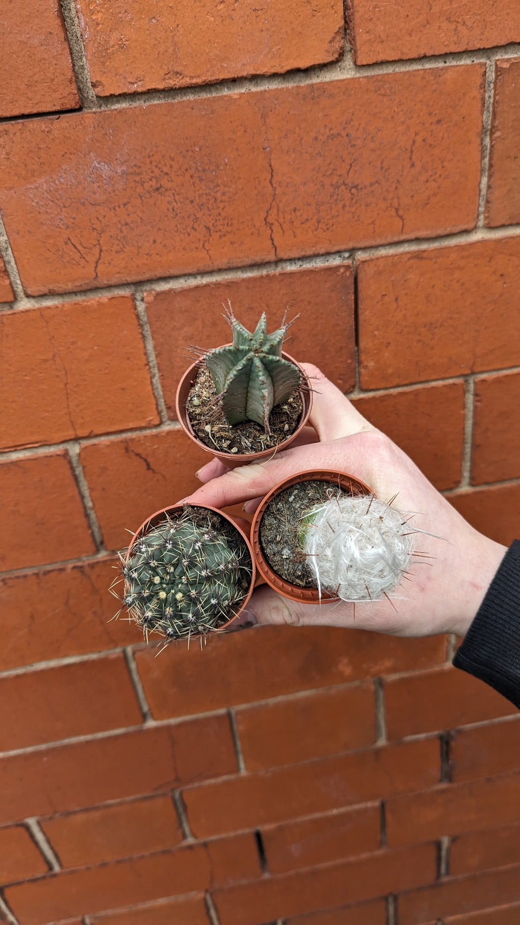 Mini Cactus Plant