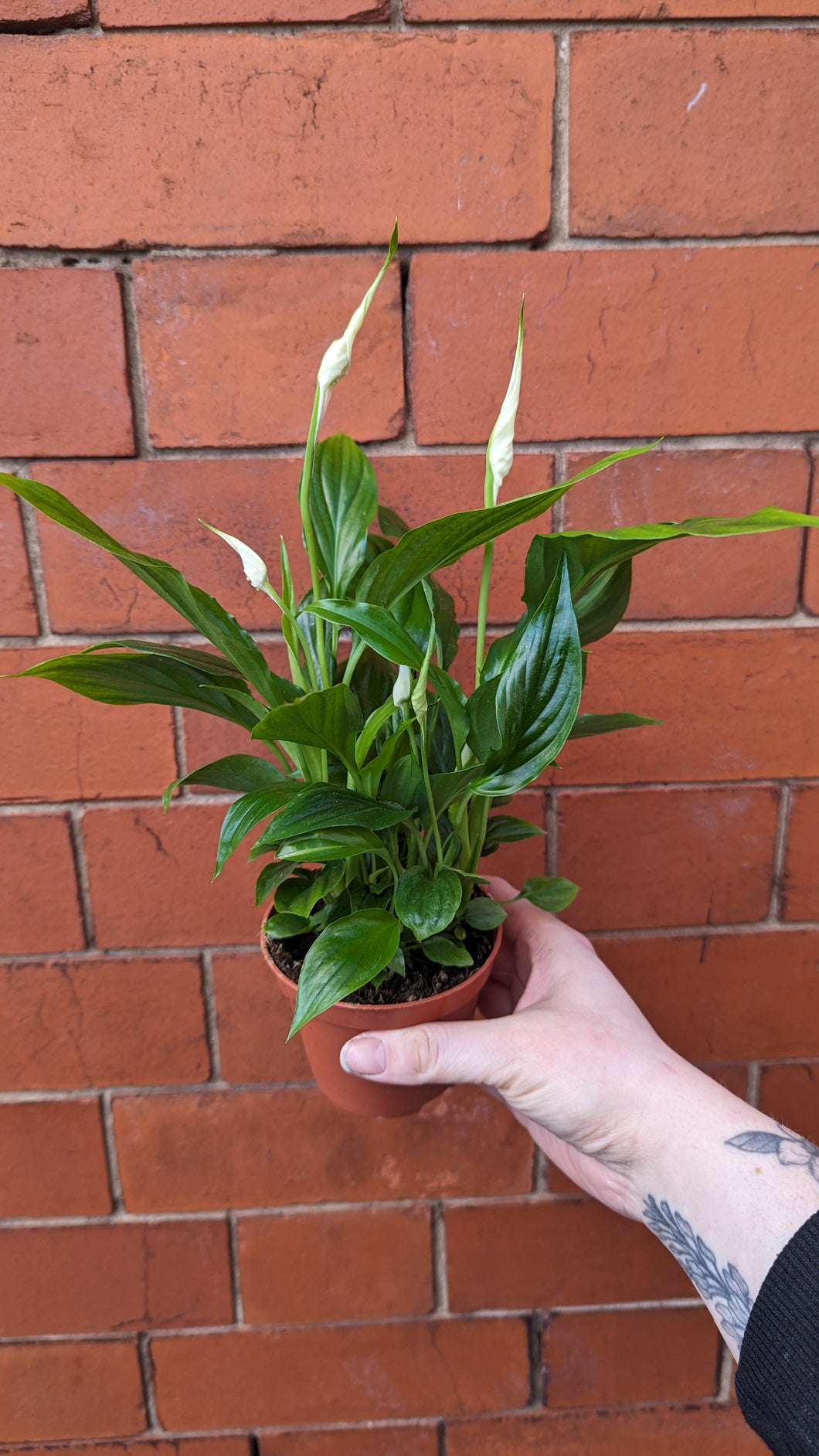 Peace Lily Plant