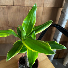 Load image into Gallery viewer, Dracaena Golden Coast Plant
