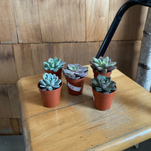 Load image into Gallery viewer, Mini Succulent Plant
