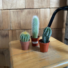 Load image into Gallery viewer, Mini Cactus Plant
