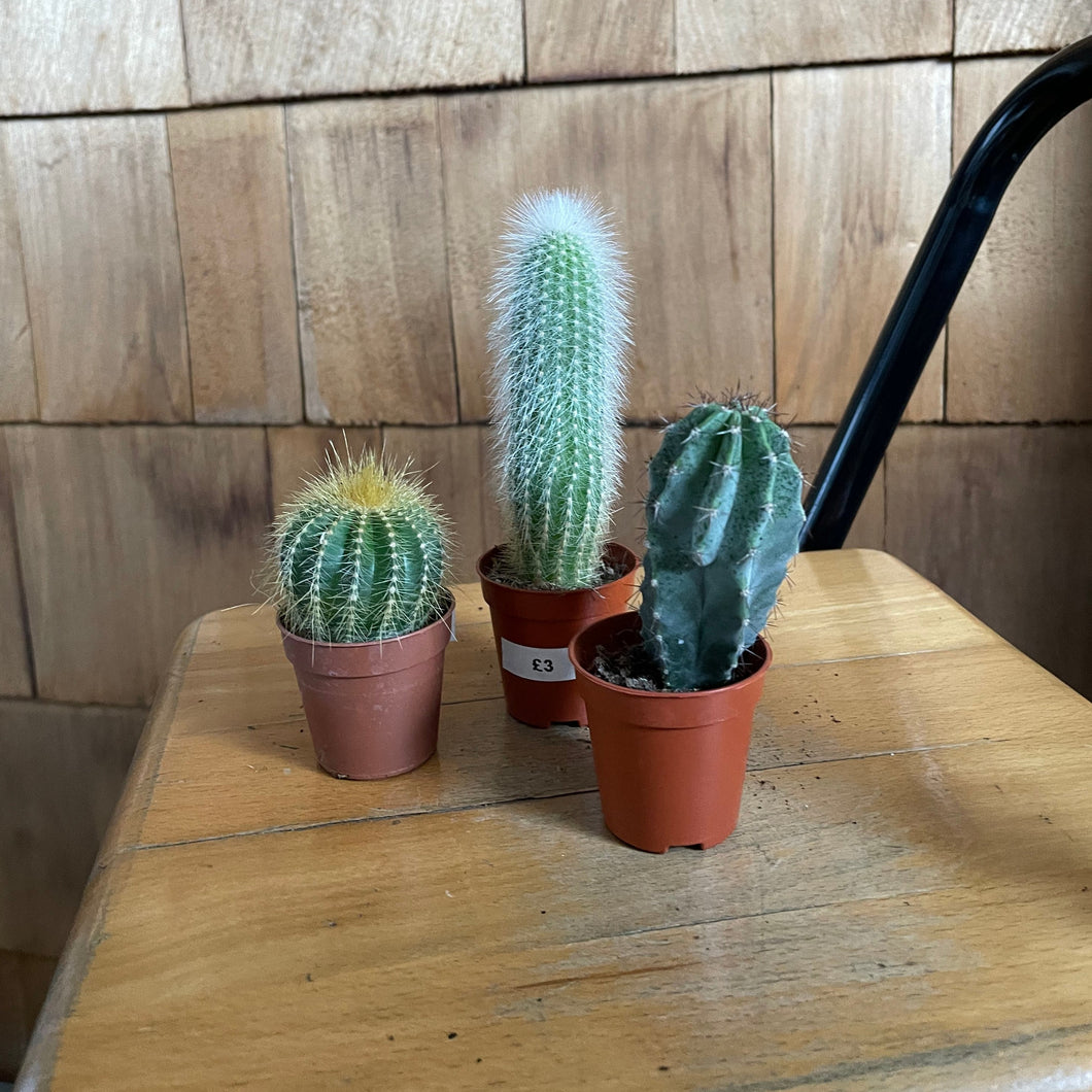 Mini Cactus Plant