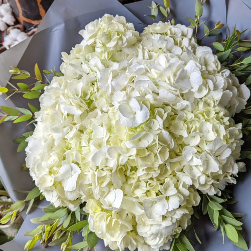 White Hydrangea